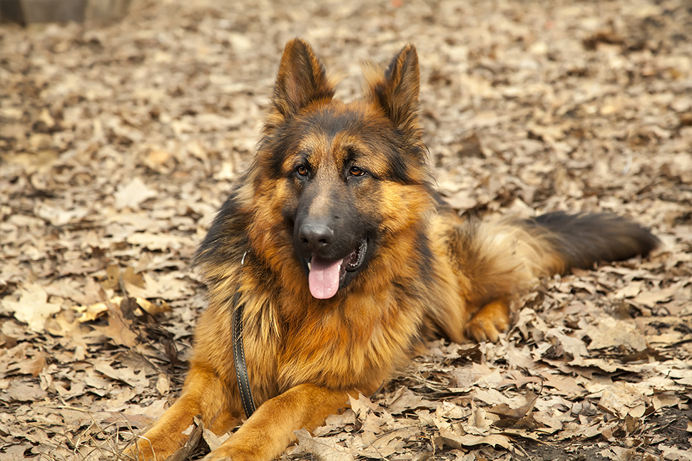 Our Exceptional Solutions Image