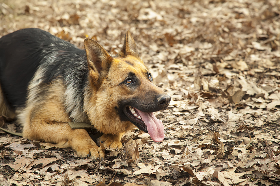 Our Exceptional Solutions Image